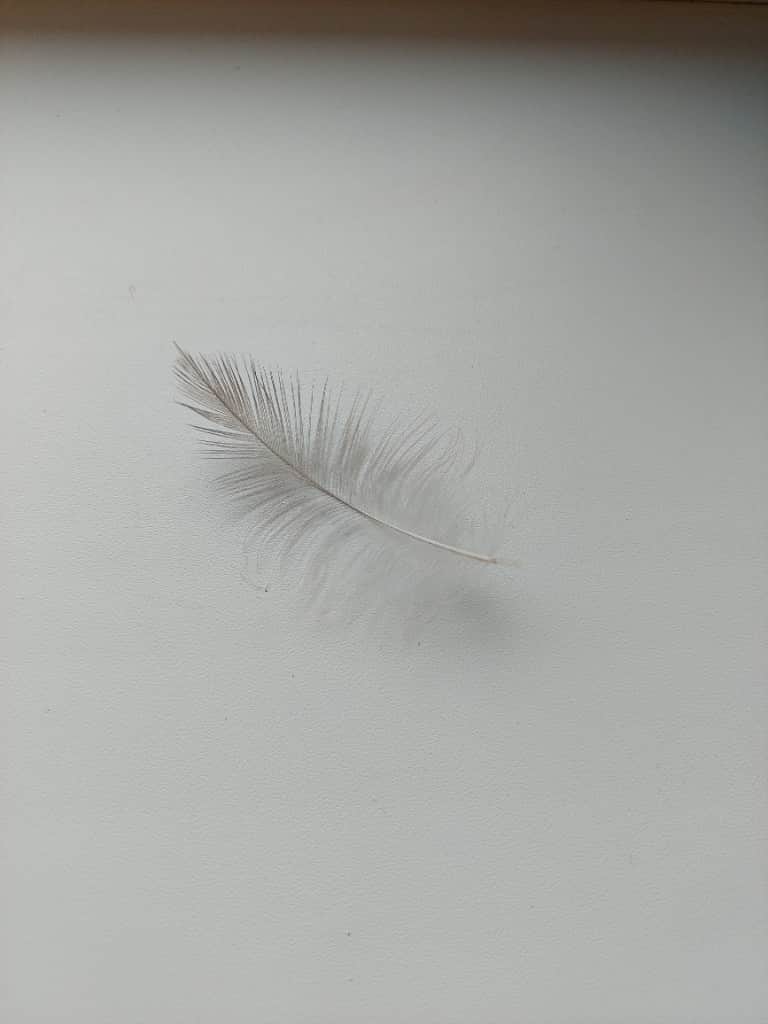 "EŅĢEĻU PIESKĀRIENS" + dzimšanas dienas svece